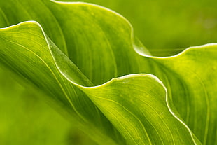 selective focus photography of green leaf plant HD wallpaper