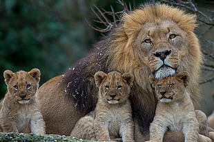 selective focus photography of male lion with three cubs