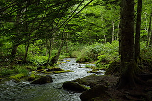 running water,and green trees forest photography during daytime, hokkaido HD wallpaper