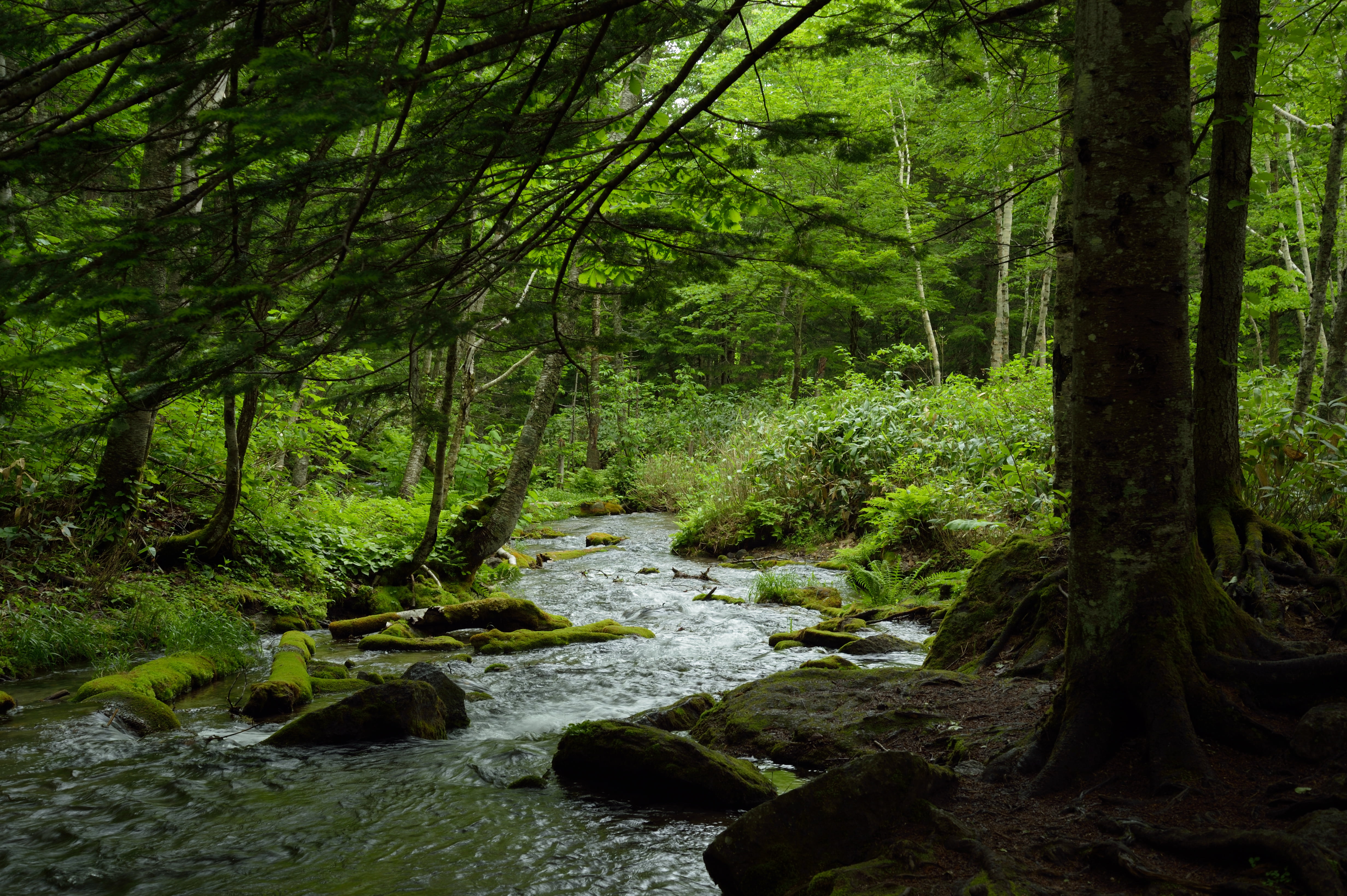 Running Waterand Green Trees Forest Photography During Daytime