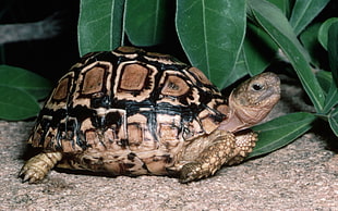 black and brown turtle