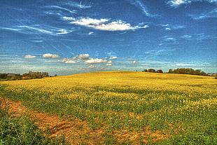yellow flower meadow under blue cloudy sky during daytime