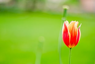 close up photo of red and yellow petaled flower, tulip