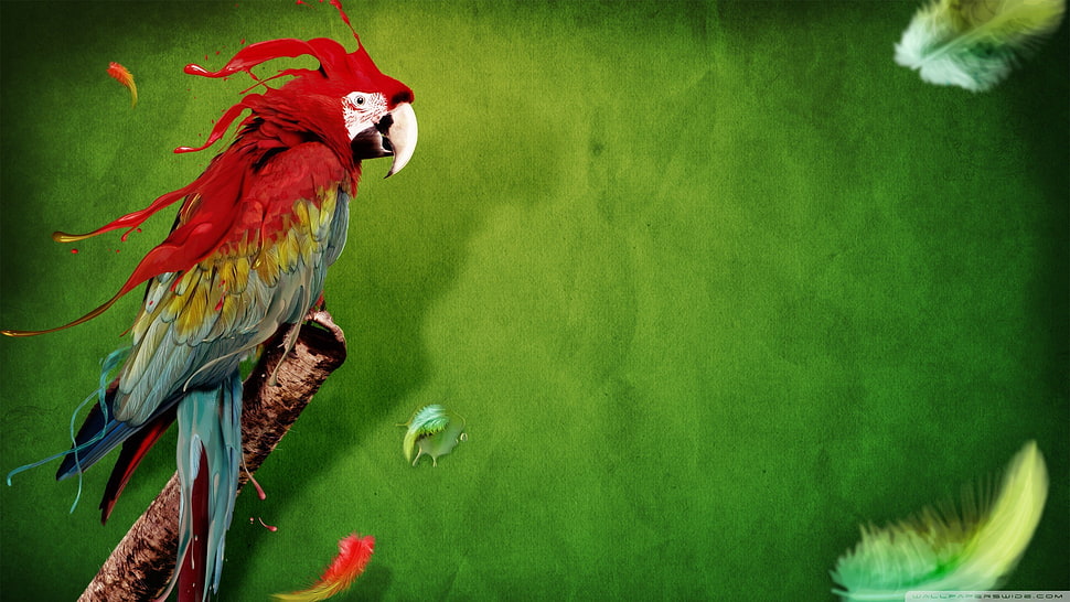 red and blue macaw parrot on twig painting HD wallpaper