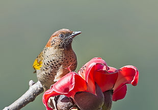 brown bird, chestnut-crowned laughingthrush