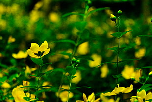 Yellow, untitled, Ota-ku  Tokyo, Tokyo  Japan HD wallpaper