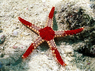 red and beige starfish, underwater, sea, starfish