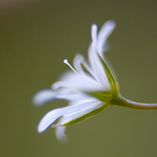 white petaled flower in macro photography