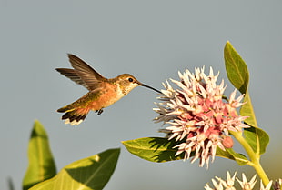 selective focus photography of Hummingbird in white flower