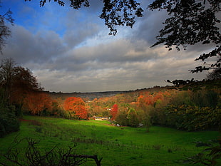 green field surrounded by trees during golden hour