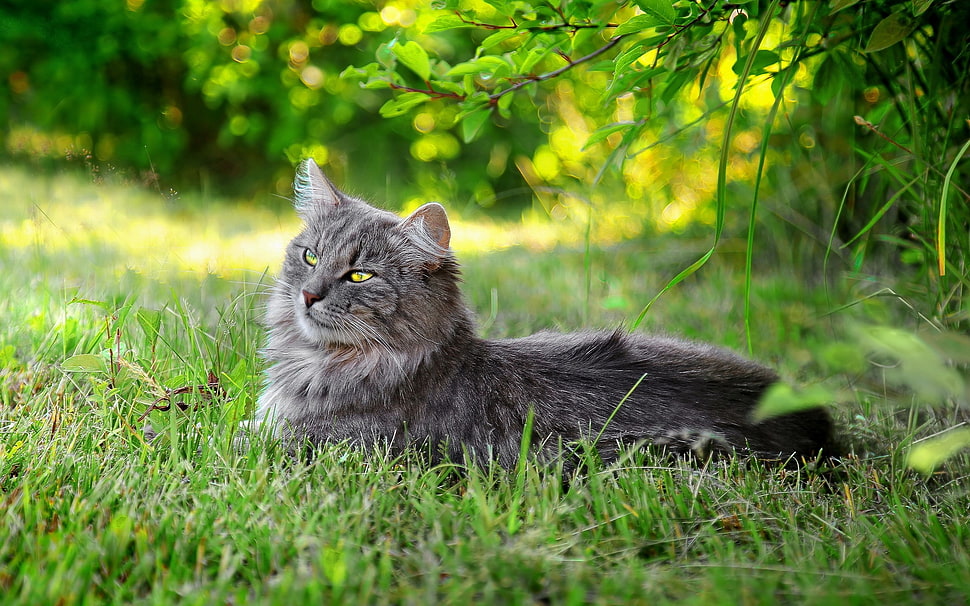 gray Persian cat HD wallpaper