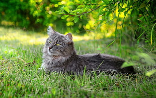 gray Persian cat HD wallpaper