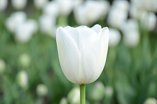 white tulips shallow focus photography