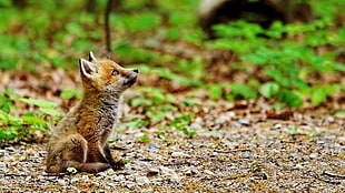 red fox cub, nature, animals, baby animals, fox
