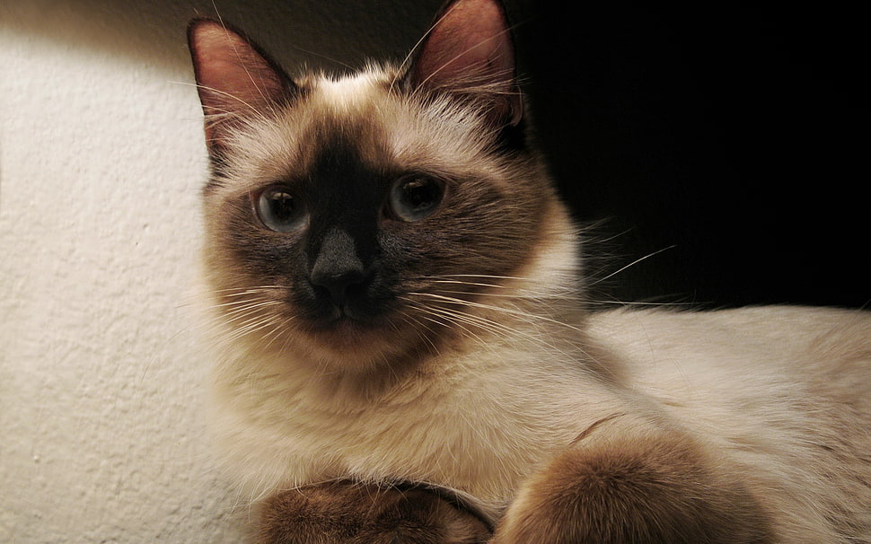 white Siamese cat HD wallpaper