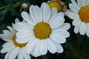 micro photography of white Daisy flowers
