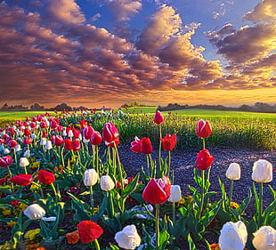 white and red tulip field, spring, flowers, tulips, field HD wallpaper