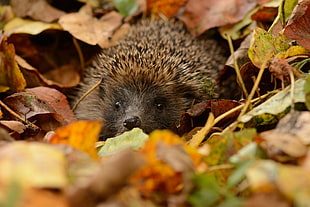 brown and black hedgehog, animals, nature, hedgehog, leaves