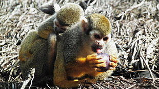 two yellow monkeys, monkey, saimiri
