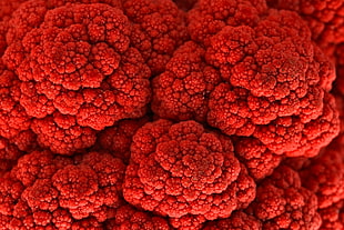 red broccoli, nature HD wallpaper