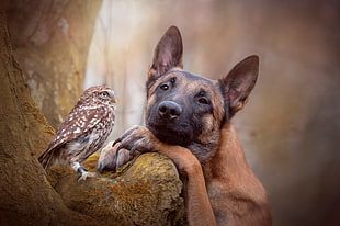 brown and black short coated dog, animals, dog, owl, trees