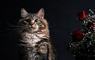 brown and white maine coon, cat, animals, flowers, rose