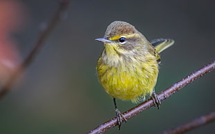 yellow bird, palm warbler HD wallpaper