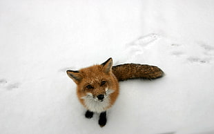 fox on snow covered ground HD wallpaper