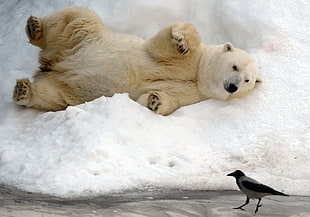 polar bear and black bird, polar bears, snow, animals, bears