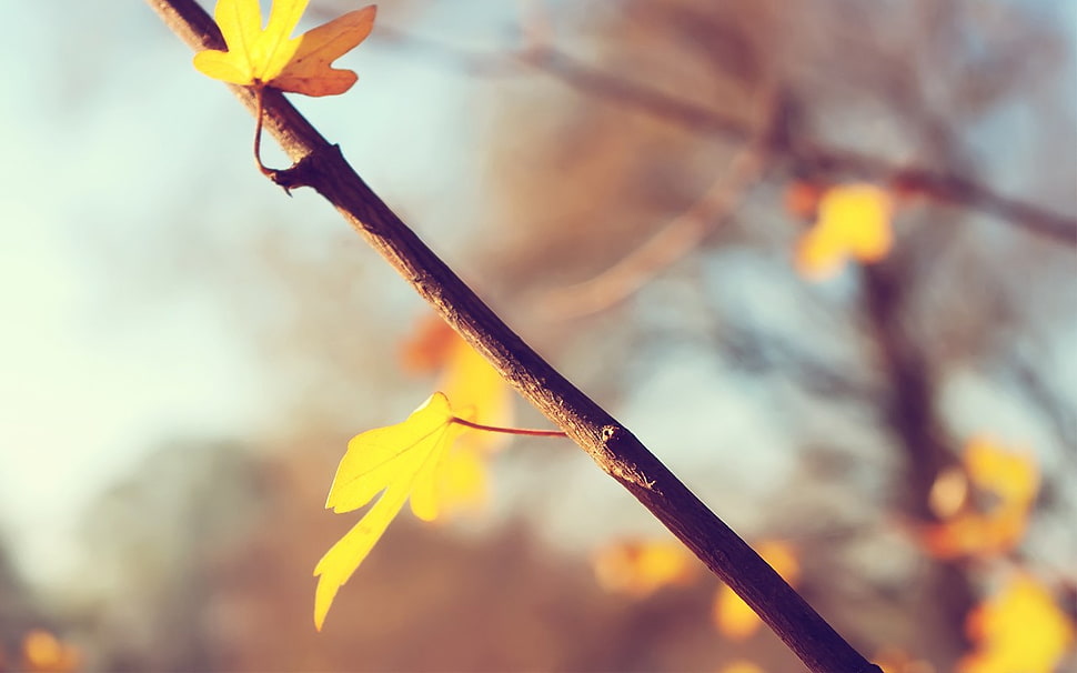 yellow maple leaf, branch, plants, leaves HD wallpaper