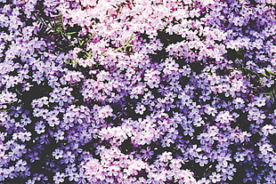 purple petal flower, Flowers, Lilac, Glade HD wallpaper
