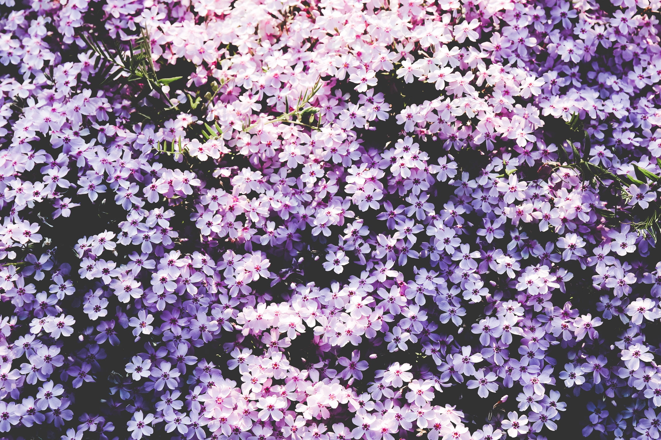 Purple petal flower, Flowers, Lilac, Glade HD wallpaper | Wallpaper Flare