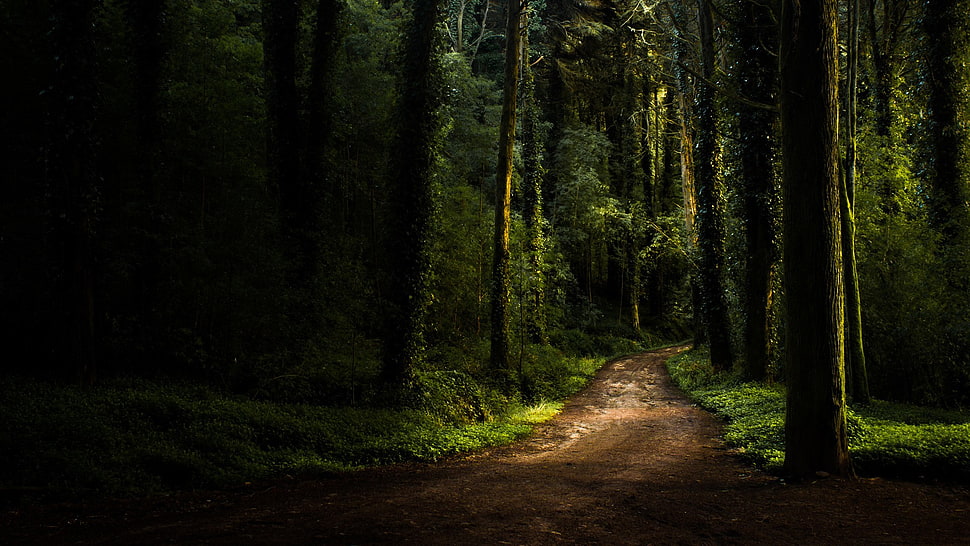 tall green trees, landscape, forest, path HD wallpaper