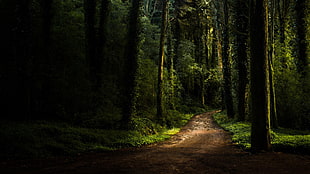 tall green trees, landscape, forest, path