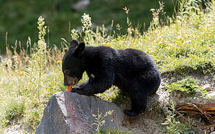 black bear cub licking a rock