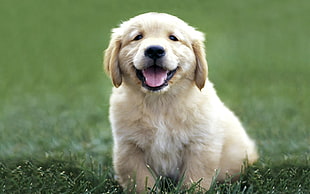 yellow puppy on the grass