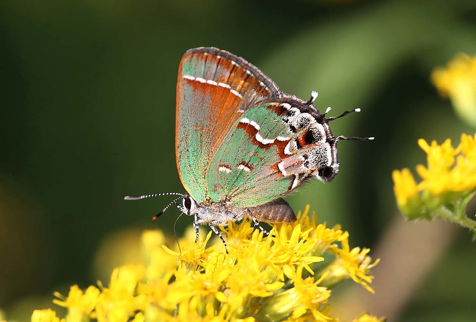 green, white, and black swallowtail butterfly perched on yellow petaled flowers in closeup photo, juniper, hairstreak HD wallpaper