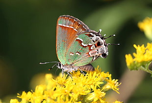 green, white, and black swallowtail butterfly perched on yellow petaled flowers in closeup photo, juniper, hairstreak