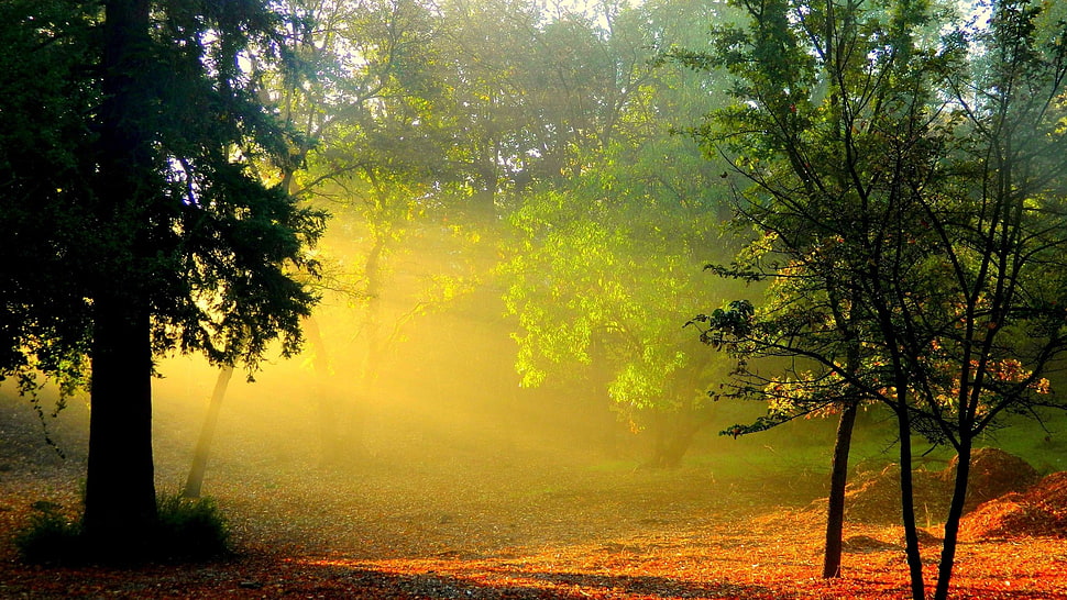 green leaf trees, landscape, trees HD wallpaper