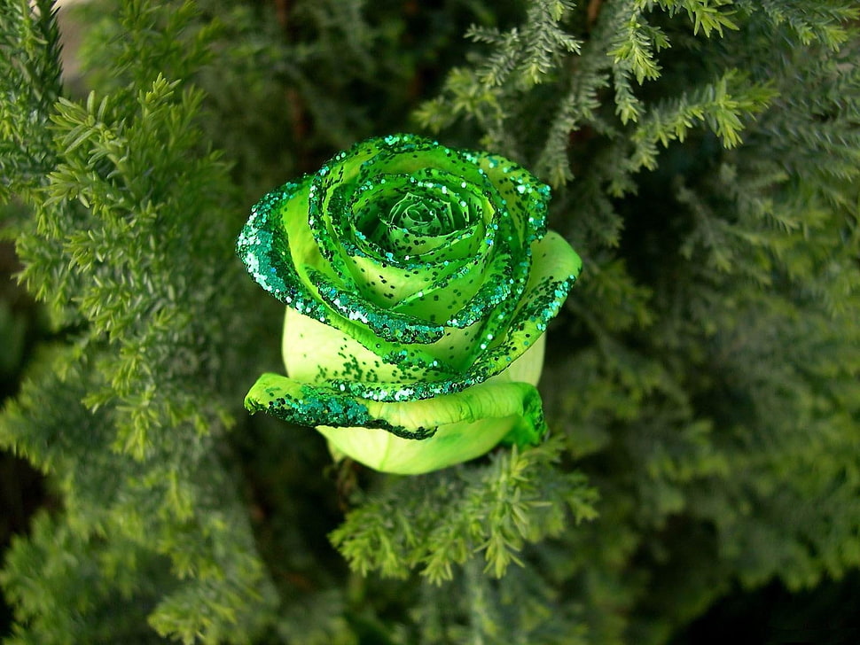 green flower decor HD wallpaper