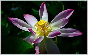 white and purple flower macro shot, lotus flower