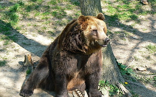 brown bear near tree HD wallpaper
