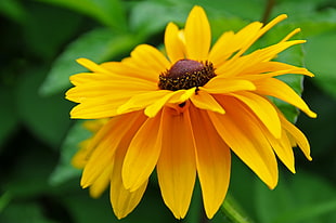 yellow Sun Flower
