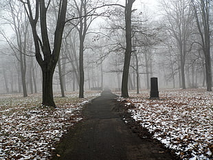 black and white concrete house, snow, trees, path
