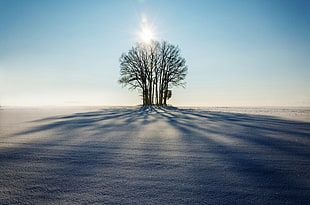leafless tree with sun rays HD wallpaper
