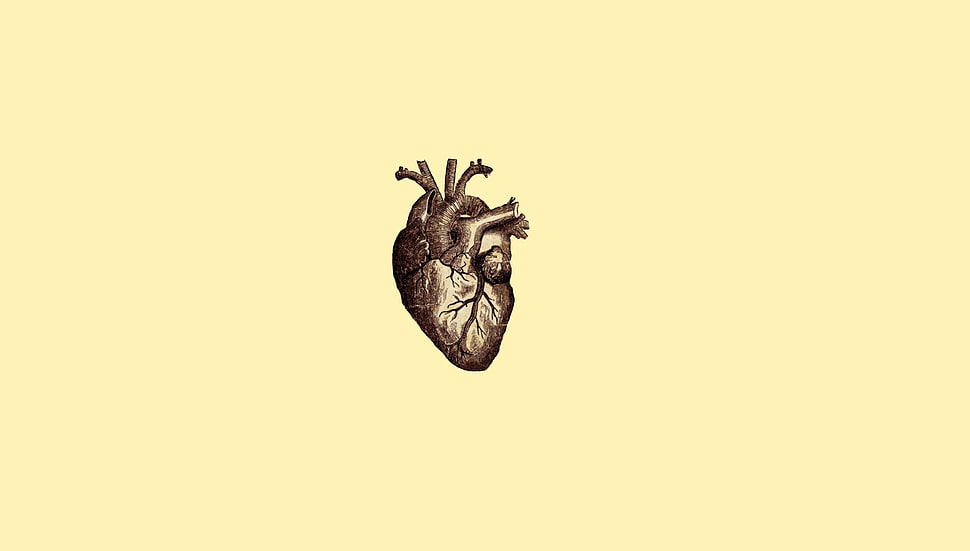 gray human heart sketch, digital art, minimalism, simple, simple background HD wallpaper