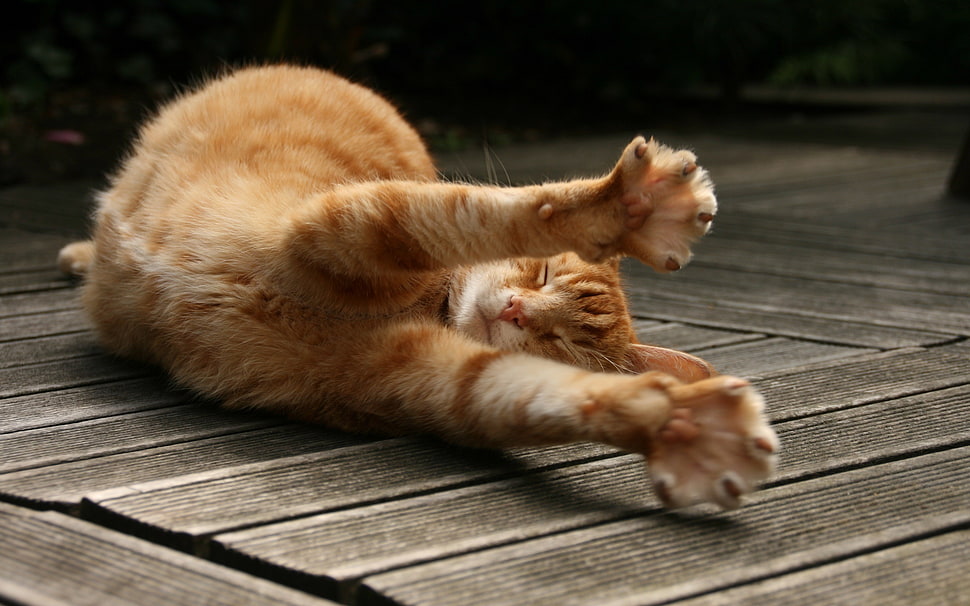 orange tabby cat, cat, stretching, wooden surface, animals HD wallpaper