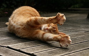 orange tabby cat, cat, stretching, wooden surface, animals