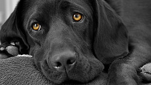 closeup photo of black Labrador retriever