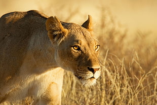 lioness walking near brown grass